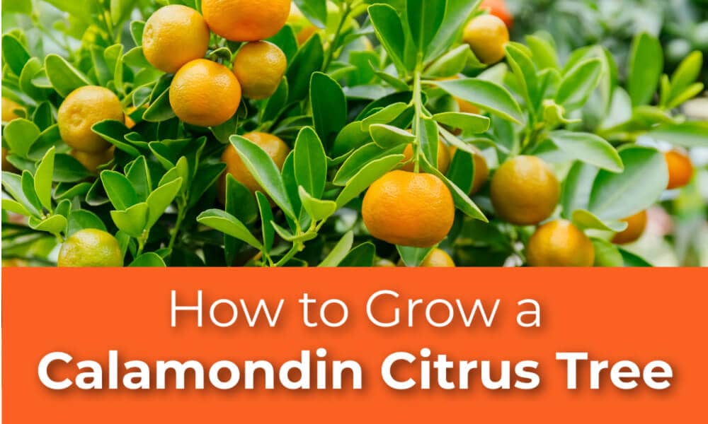 How to Grow a Calamondin Citrus Tree