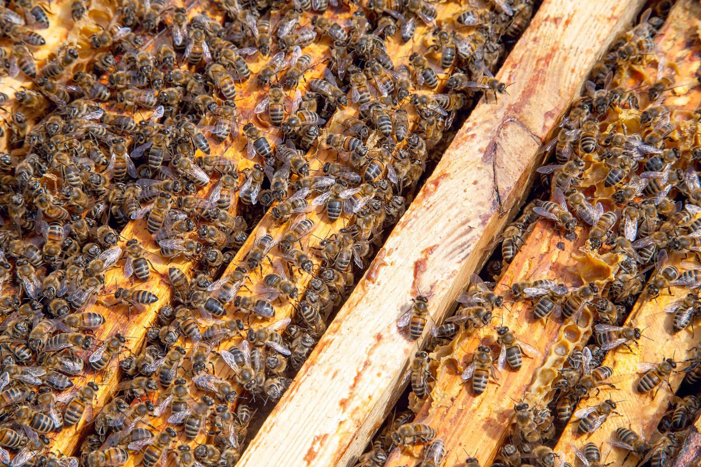When to Split a Bee Hive: An In-Depth Guide for Beekeepers