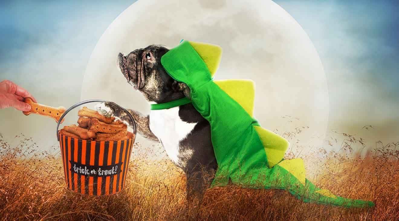 How to Treat Your Dog on Halloween