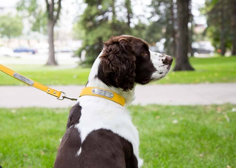 Why Buy High Quality Leather Collars For My Dog?