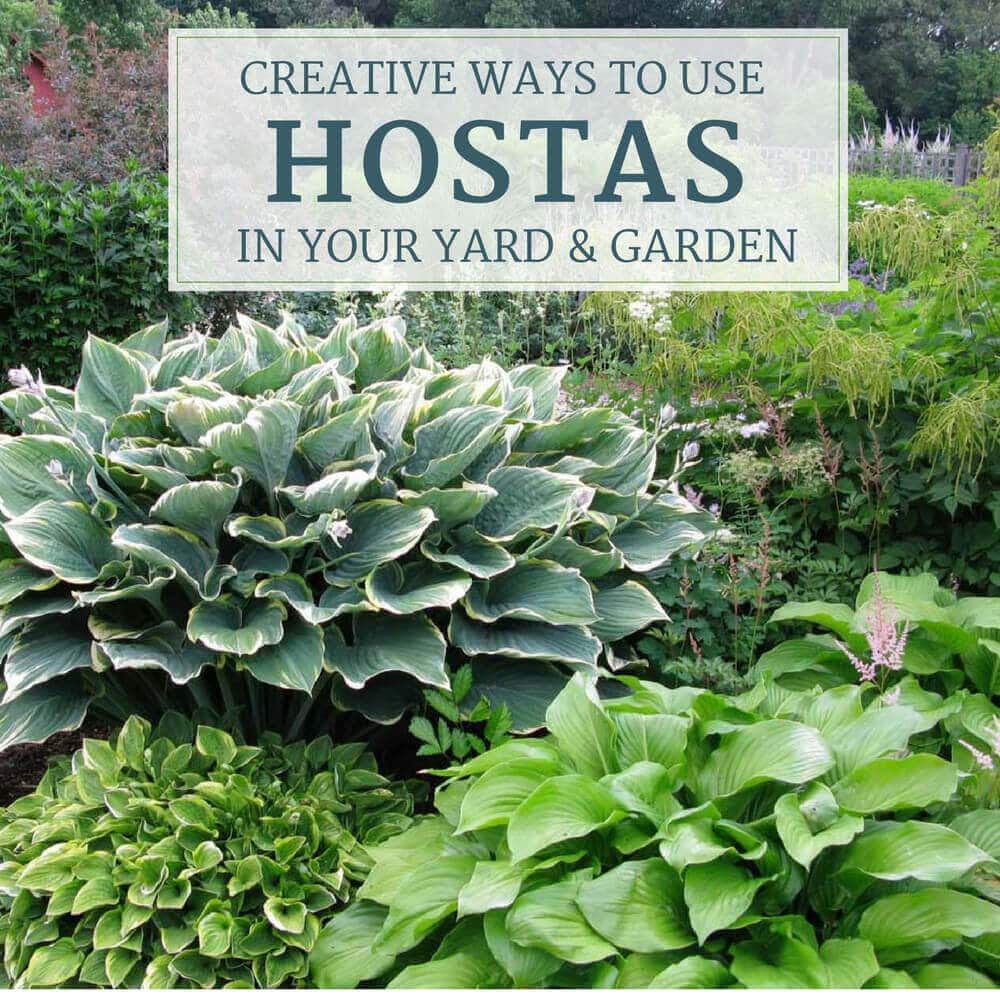 Creative Ways to Use Hostas in Your Yard and Garden