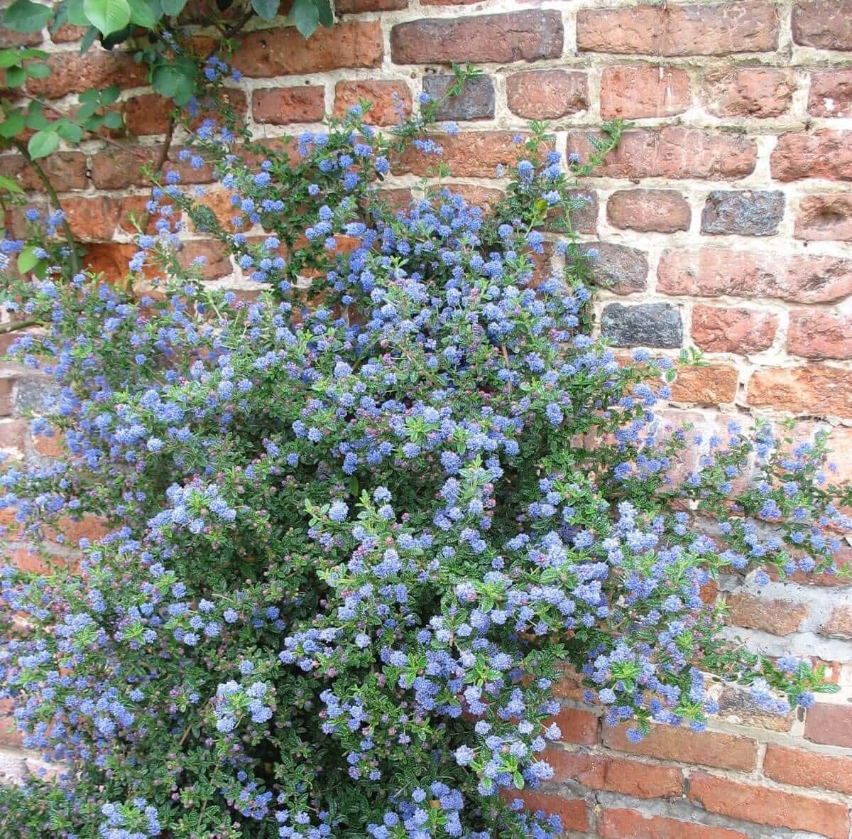 How to Use Blue Flowers in Your Garden - Longfield Gardens