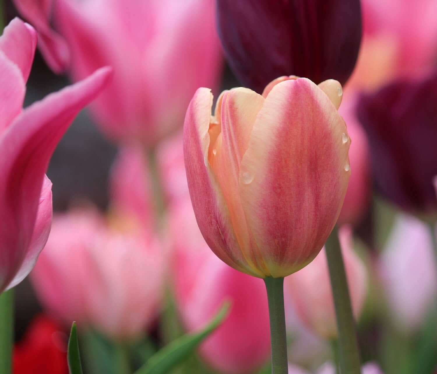 Perfectly Pink Tulips - Longfield Gardens