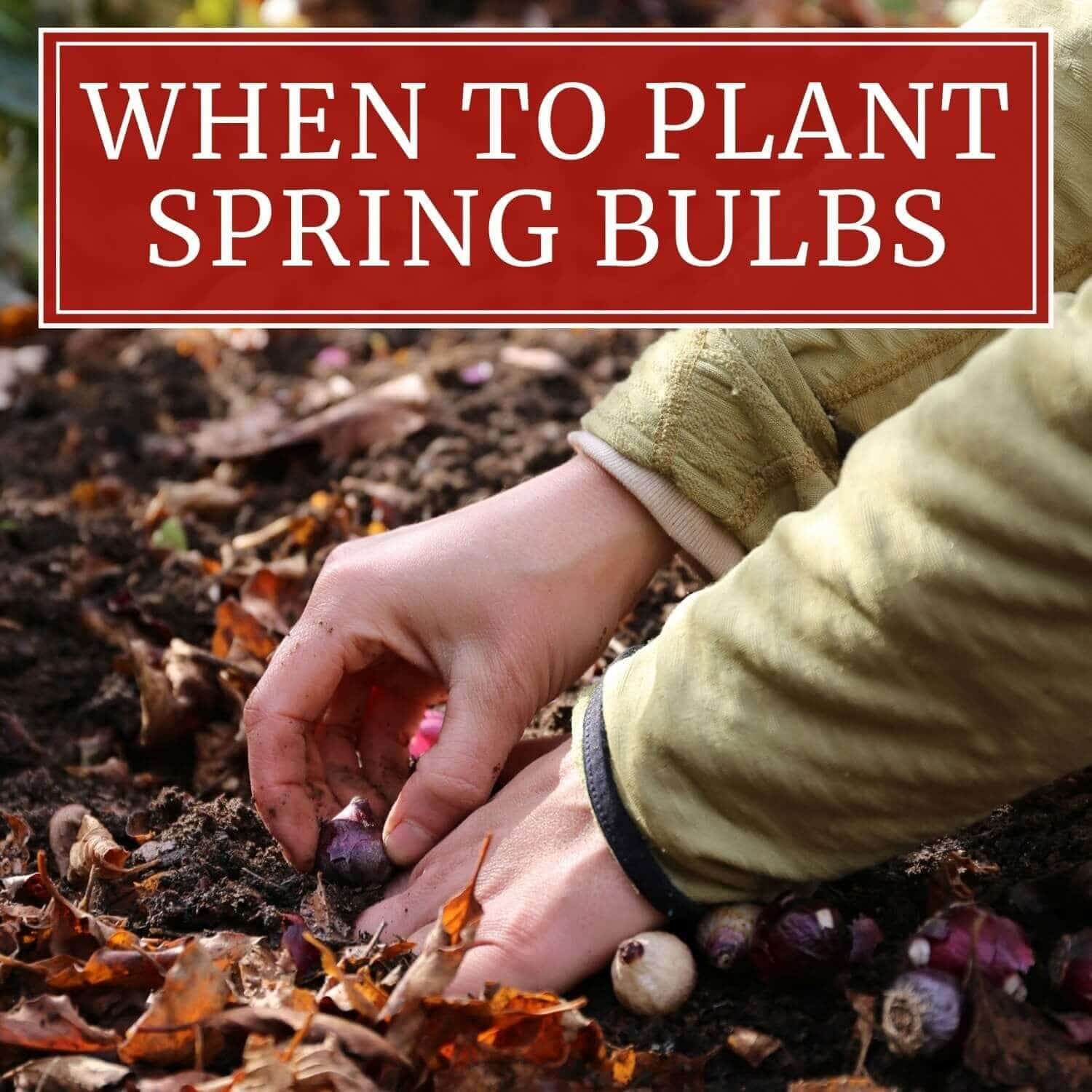When to Plant Spring-Blooming Bulbs