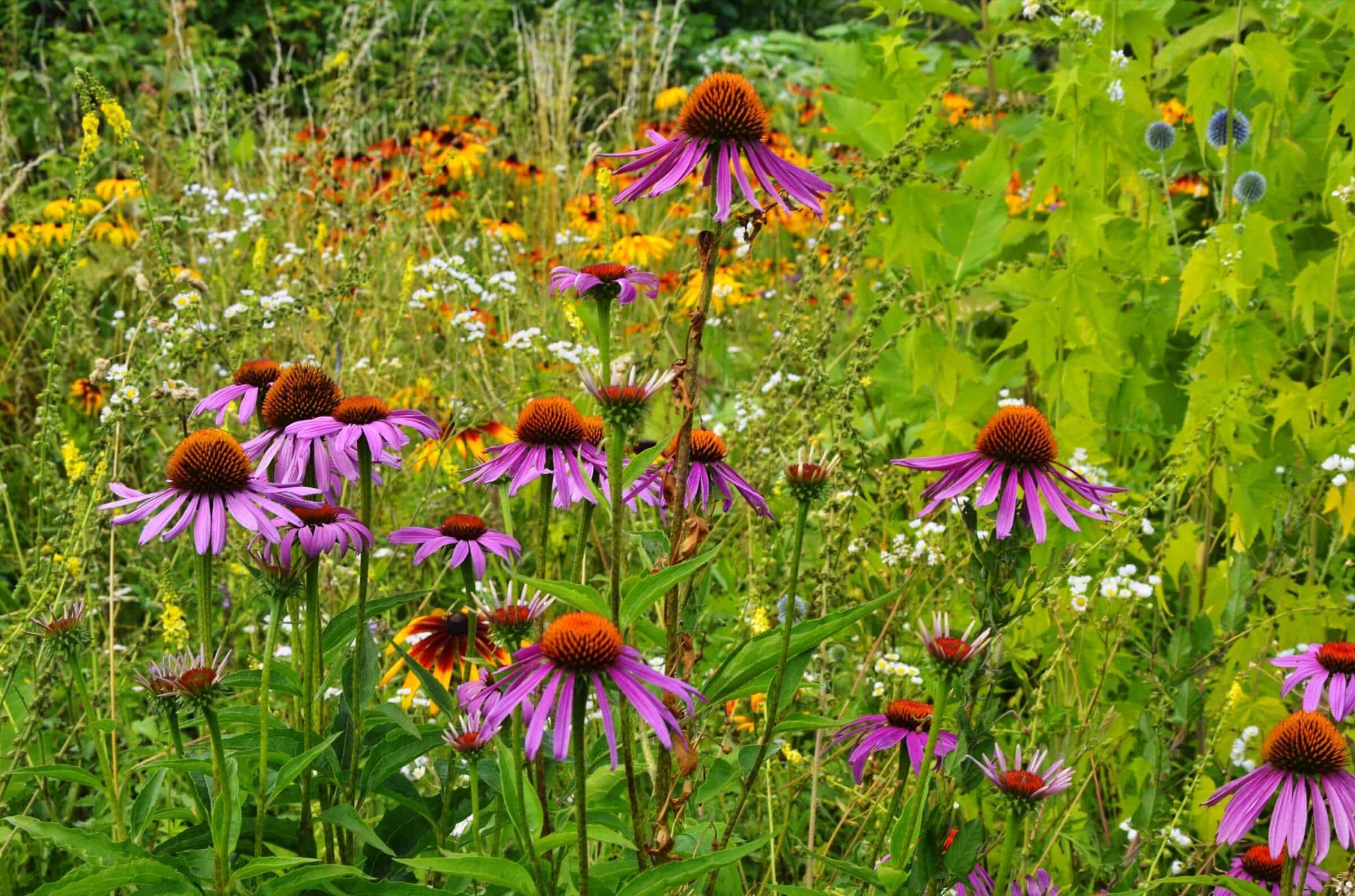 Tips for Bee Friendly Garden: Creating a Buzz in Your Backyard