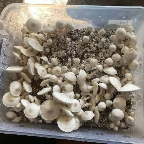 Jack Frost Liquid Spores