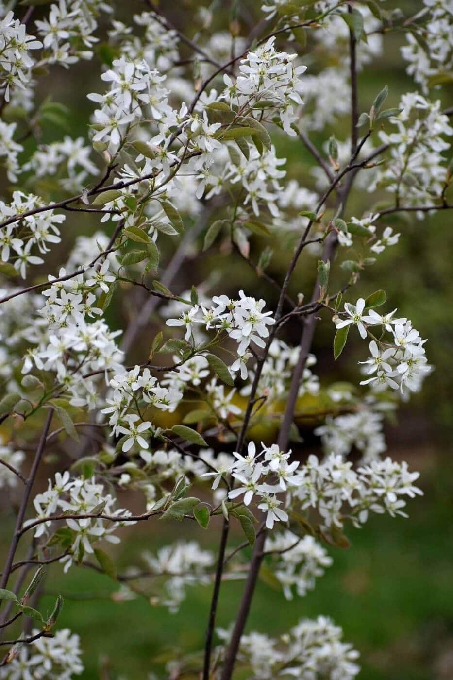 Serviceberry