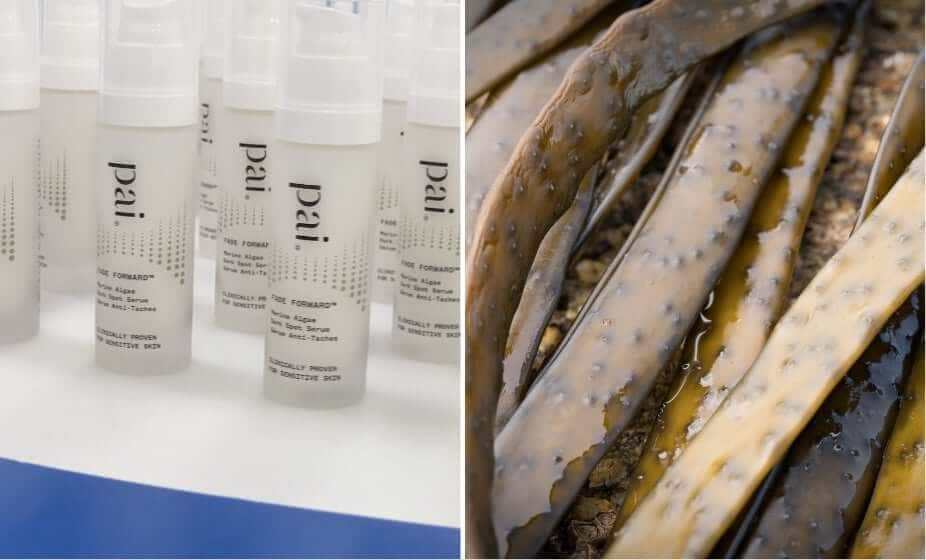 Pai skincare lab bottles and fresh kelp seaweed showing marine algae ingredient sourcing for dark spot treatment
