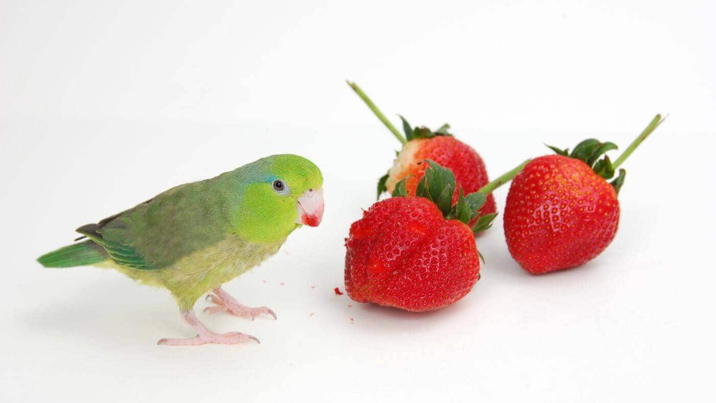 Parrotlet Eating Strawberries