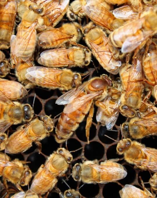 The Carniolan Honey Bee: An In-Depth Exploration