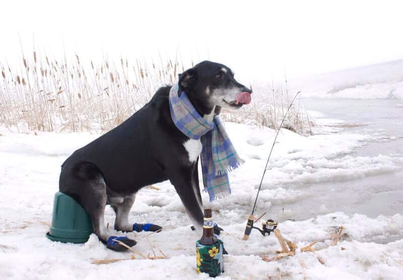 Meet Buzz: The Old Dog who Learns New Tricks