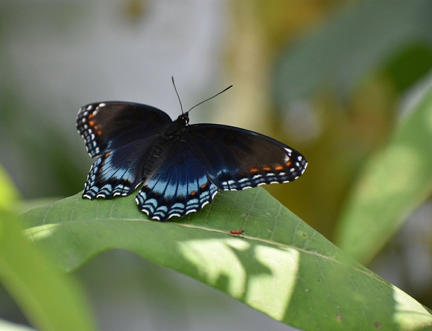 Red Spotted Purple