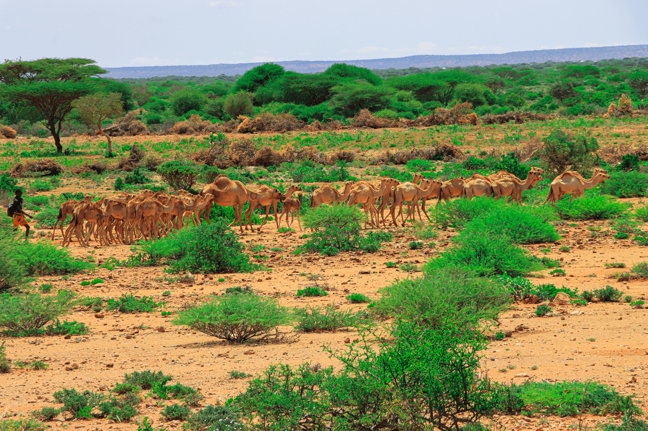 Herd of camels grazing on green pasture in Somalia, an example of how diet shapes camel milk taste