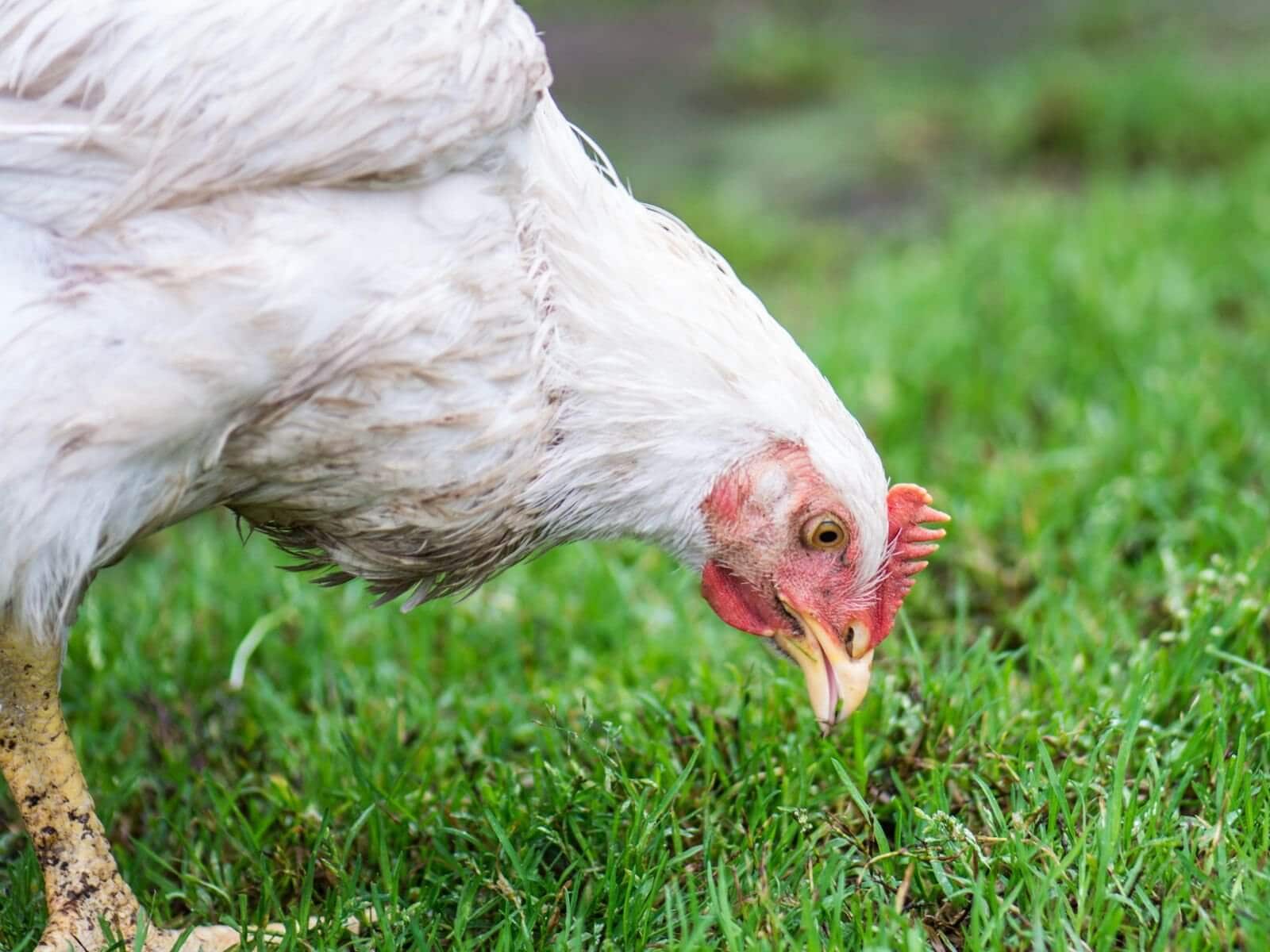 backyard projects with chickens