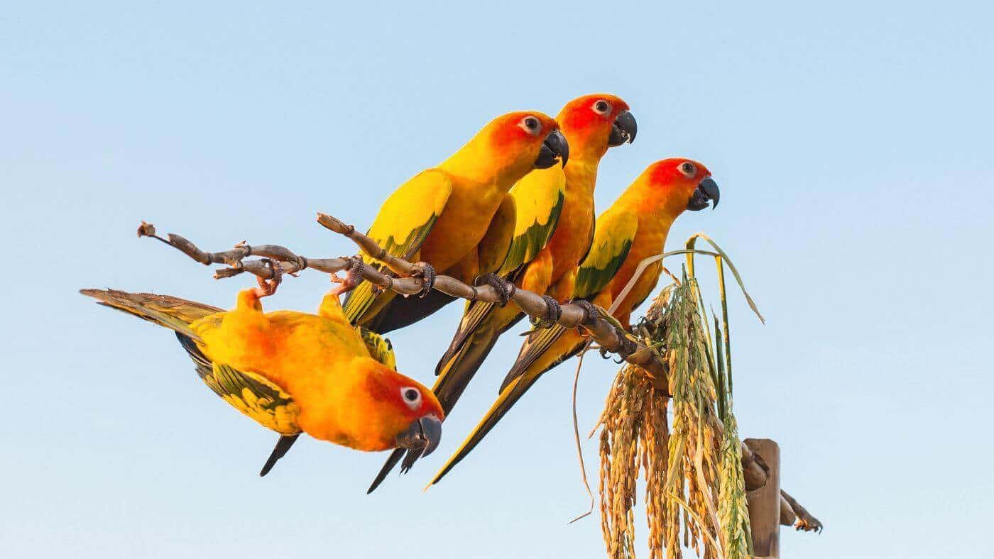 A Group of Sun Conures