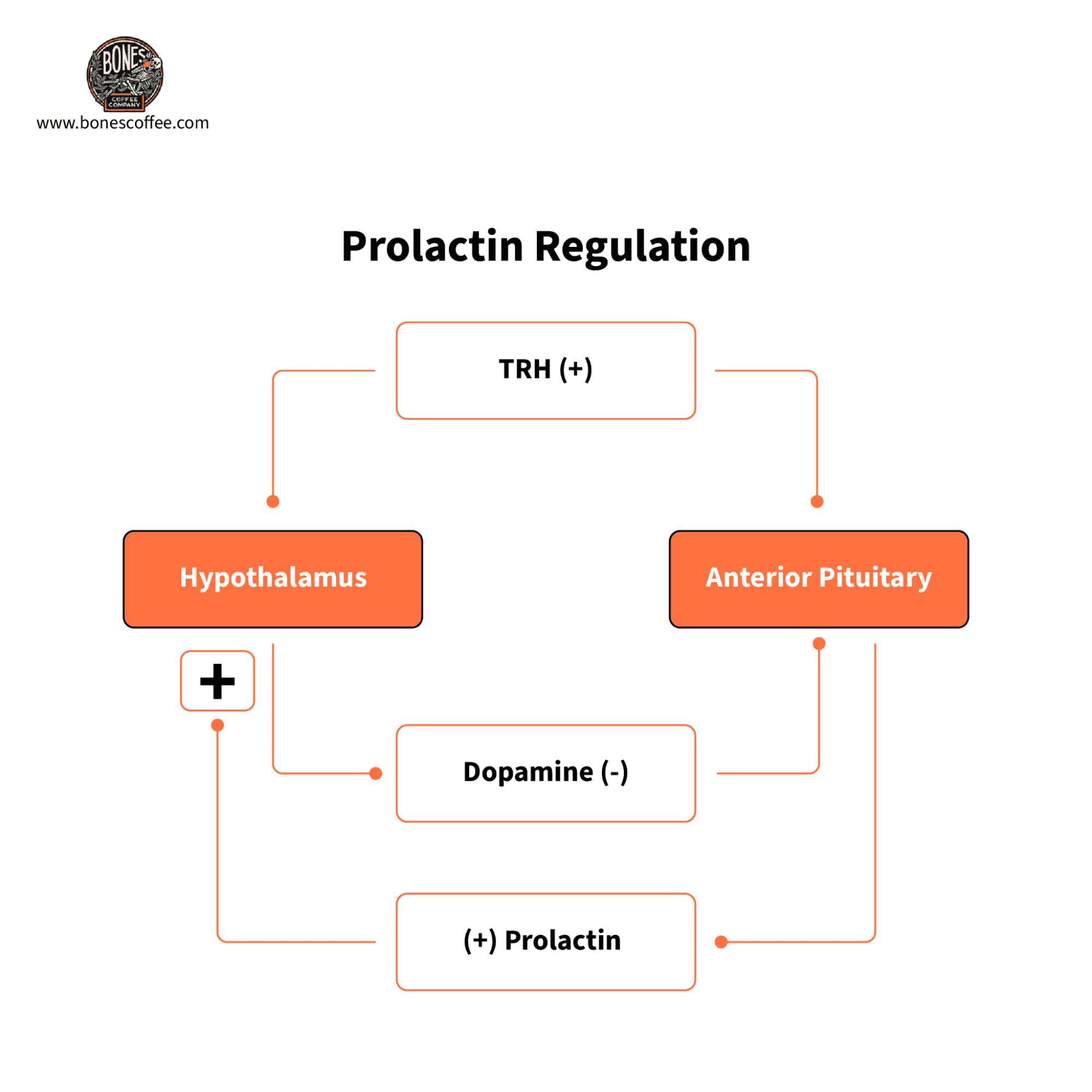A flowchart titled Prolactin Regulation depicting the feedback loop between the hypothalamus and anterior pituitary.
