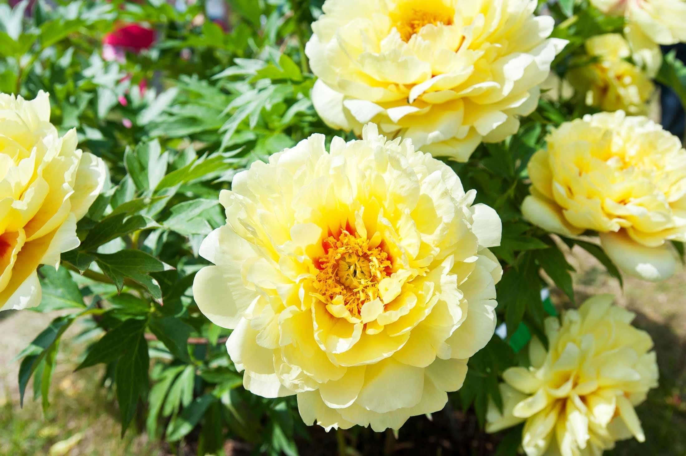 Bartzella: The YELLOW Peony