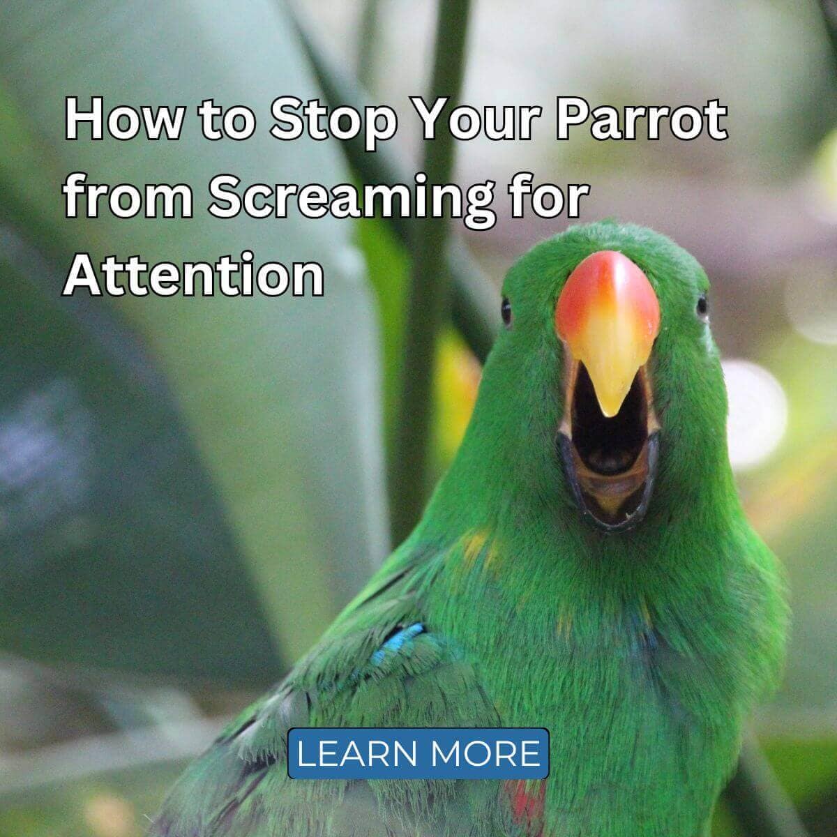How to Stop Your Parrot from Screaming for Attention