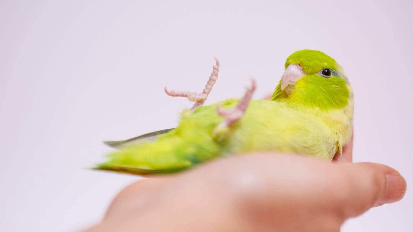 Pet Parrotlet in Hand