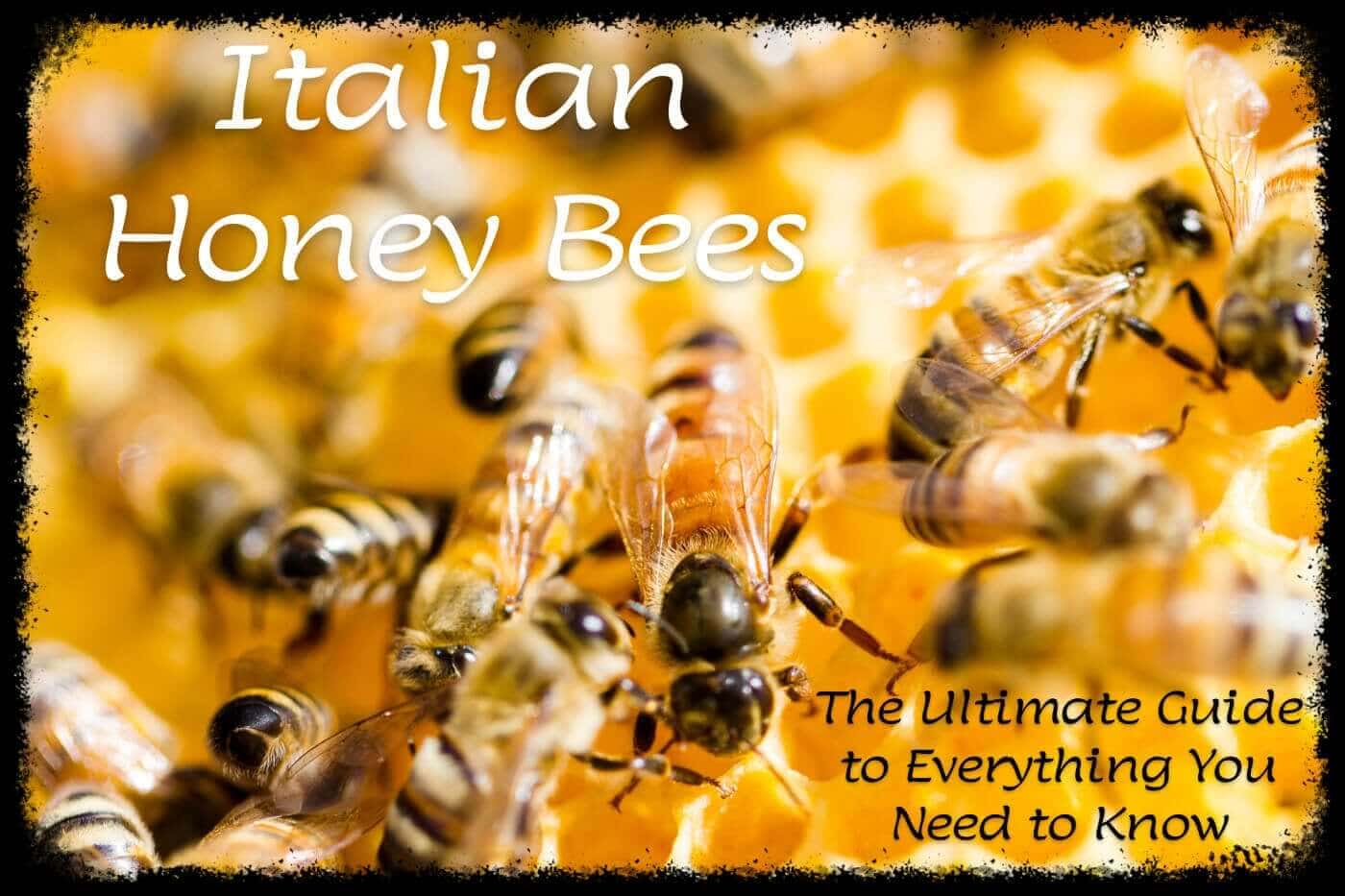 Unleashing the Sweet Secrets of Italian Bees: Your Ultimate Guide to Everything You Need to Know