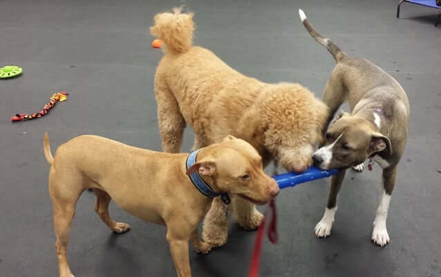 Is Dog Daycare Right for Your Dog?