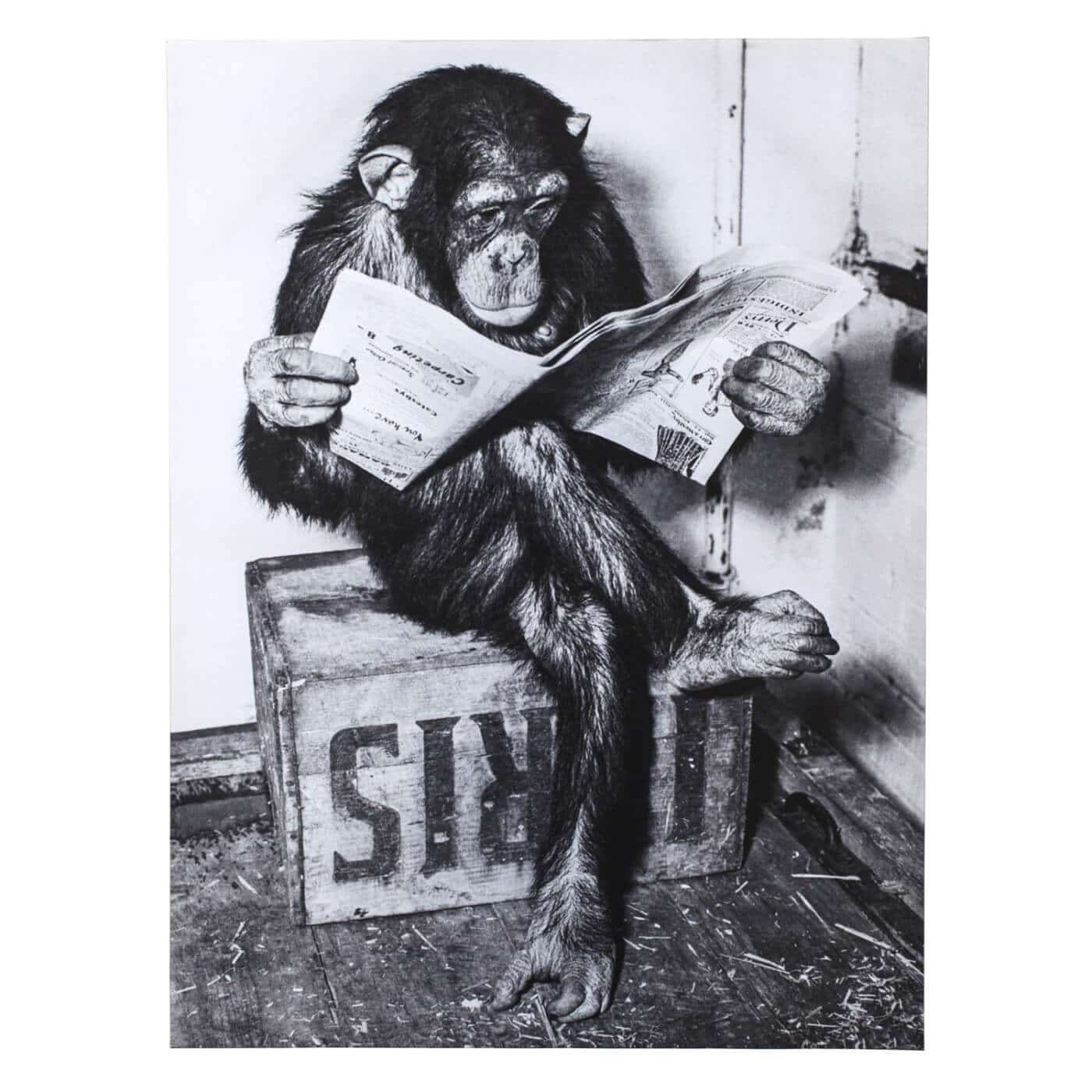 I heard someone was asking about “Orangutan-masked online traders”