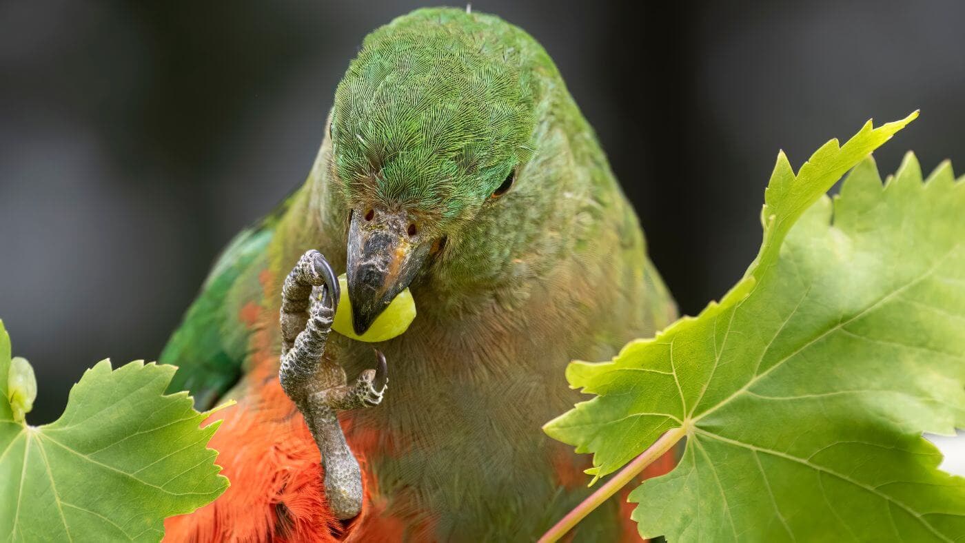 Parrot Eating Grapes