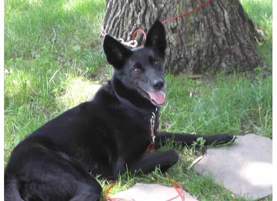 black German Shepherd laying in grass by tree