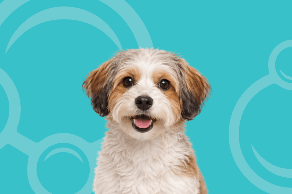 Jackapoo Temperament and Grooming Considerations