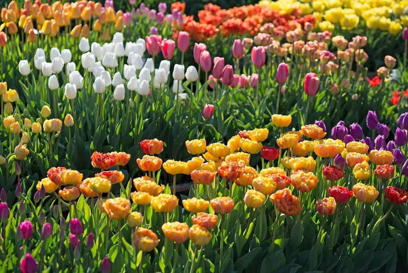 How We Select the Best Flower Bulbs for Your Spring Garden