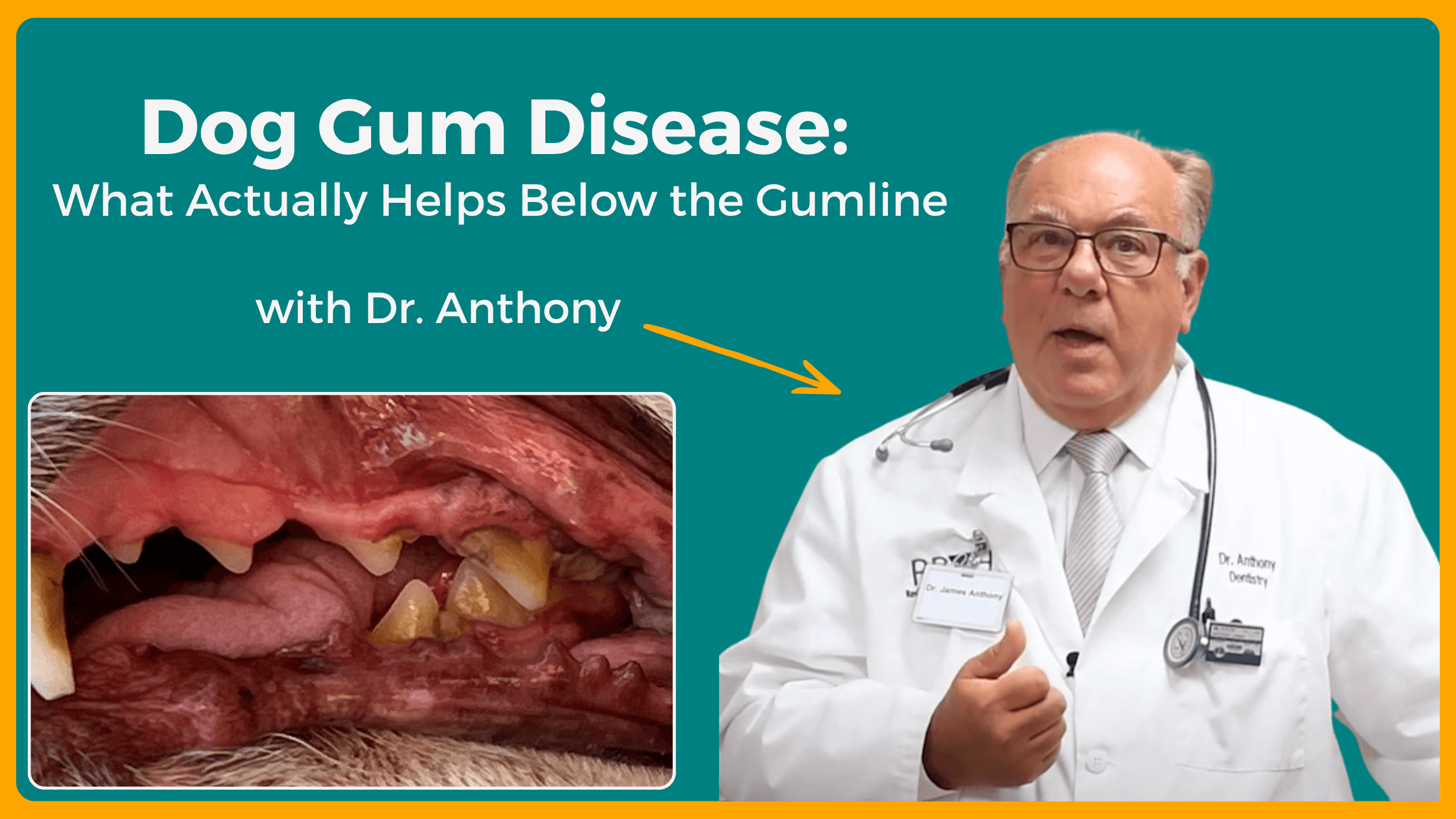 Dog Gum Disease: What Actually Helps Below the Gumline