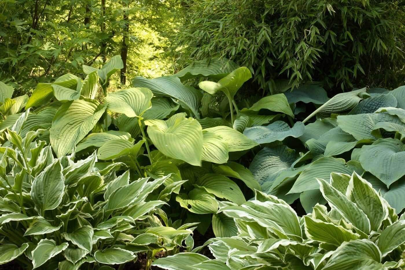 Best Ground Covers for Shade - Longfield Gardens