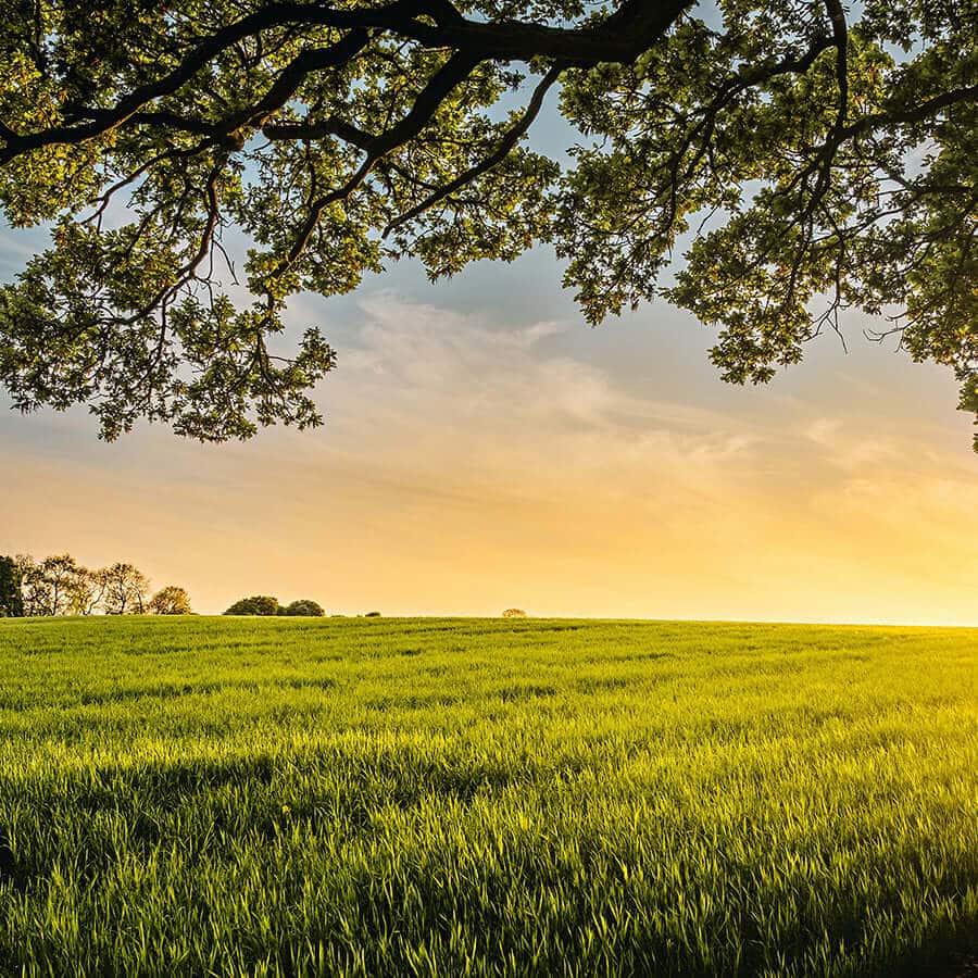 Glyphosate... The Hidden Guest at Your Table