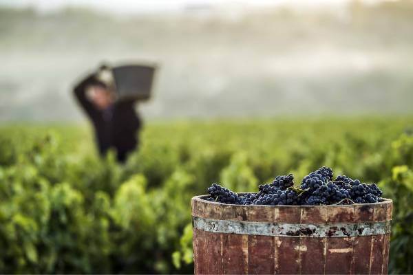 Grape harvest in Rioja
