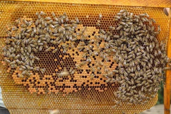 The Intricate World of Worker Honey Bees: The Unsung Heroes of the Hive