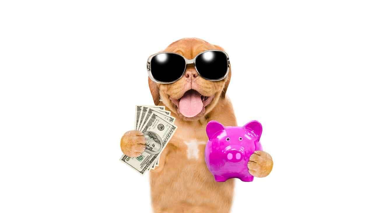 7 Ways to Save Money on Dog Care