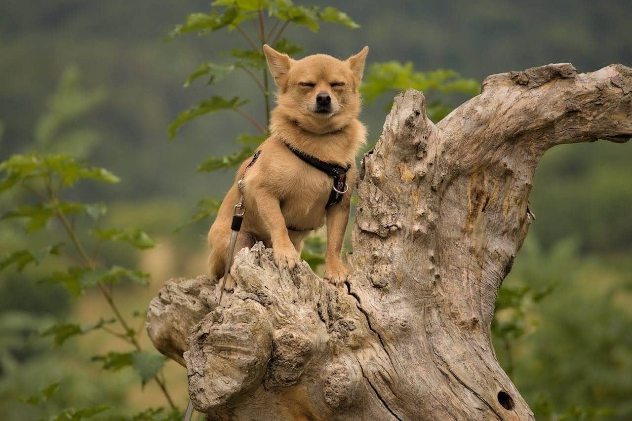 Choosing the Perfect Dog Harness for Small and Extra Small Dogs