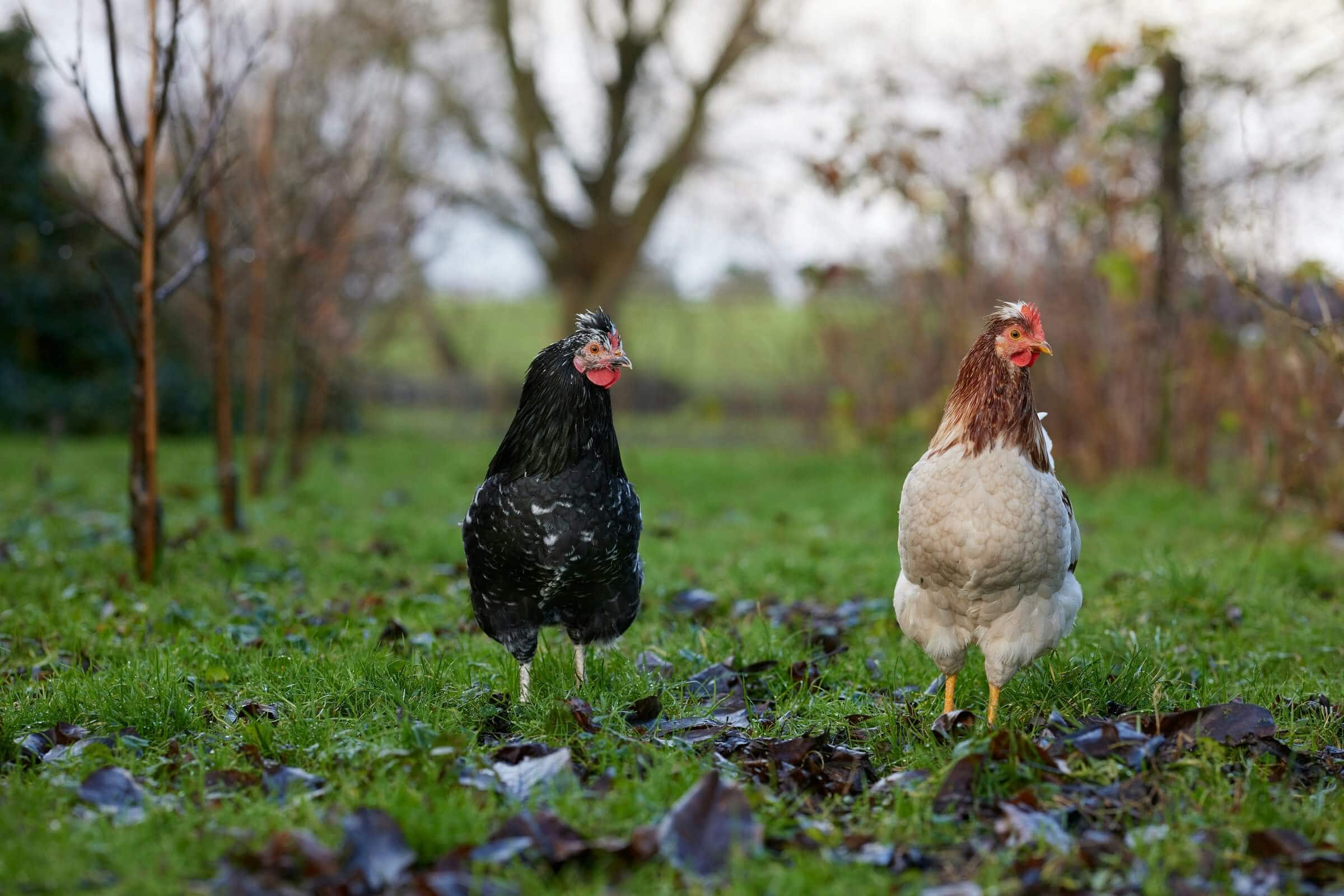Prepare Your Chickens for Fall