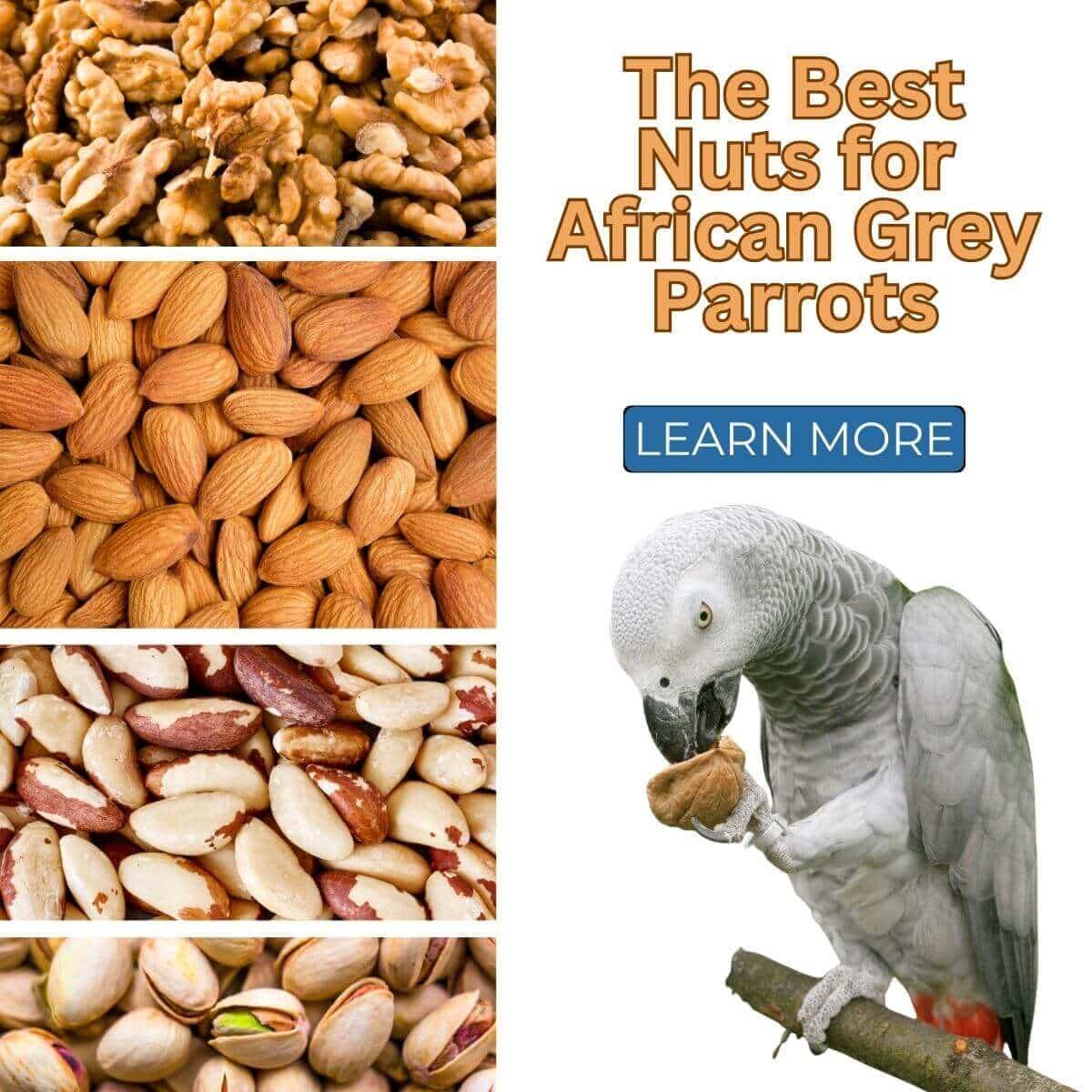 The Best Nuts for African Grey Parrots - A Tasty and Healthy Treat Guide