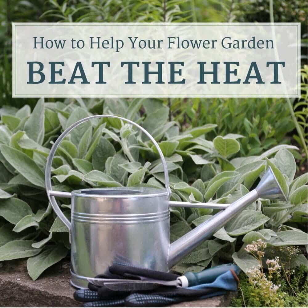 How to Help Your Flower Garden Beat the Heat