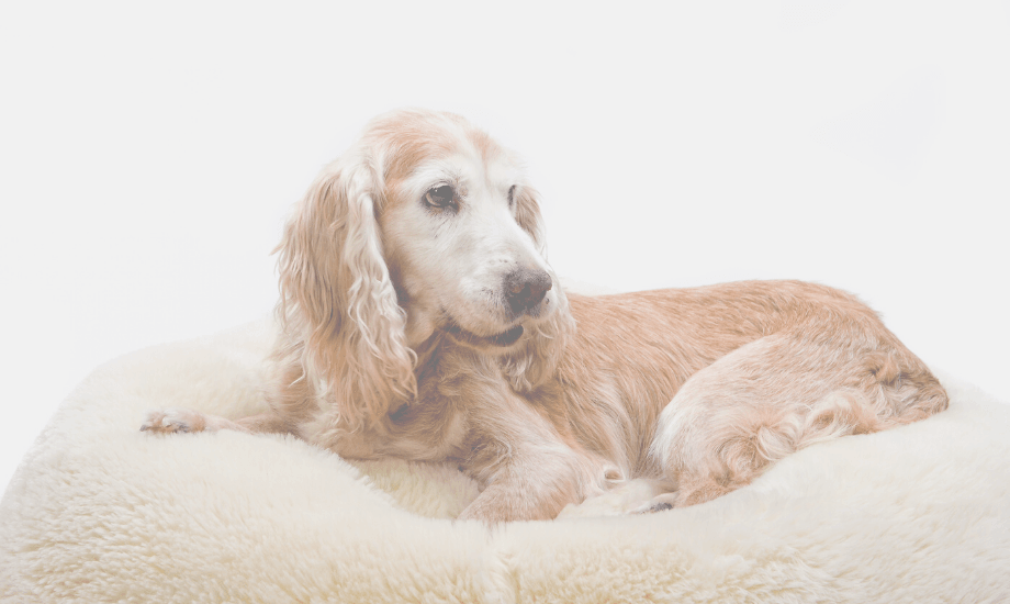 Osteoarthritis in Dogs: Risk Factors, Symptoms, & Treatment