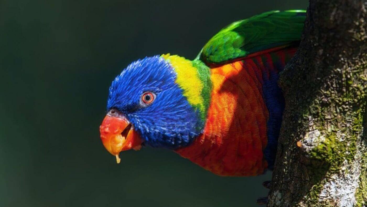 Lorikeet eating orange