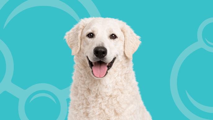 Kuvasz Temperament