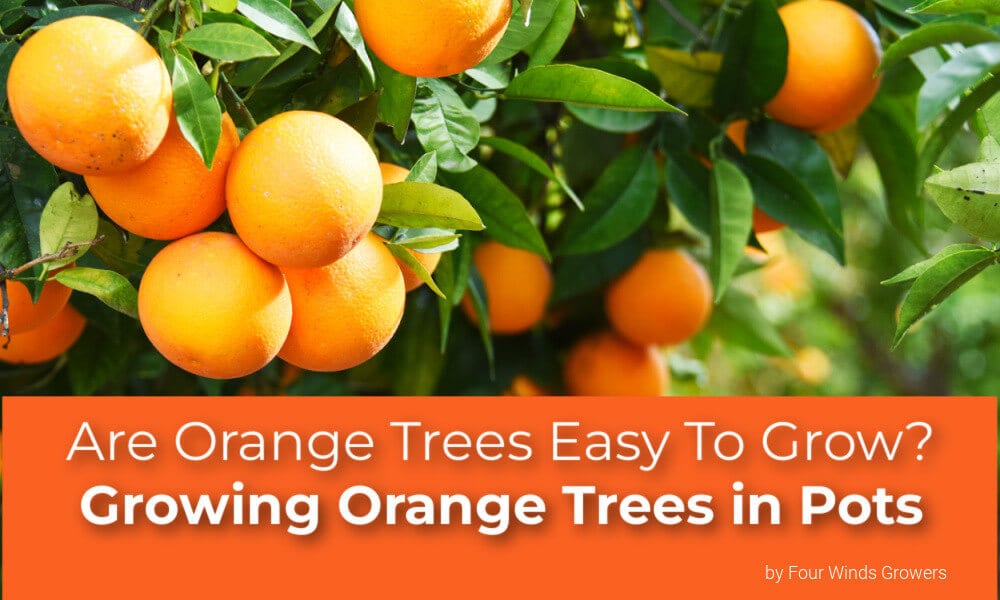 Are Orange Trees Easy To Grow? Growing Orange Trees in Pots