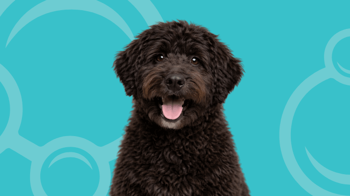 Newfypoo Temperament