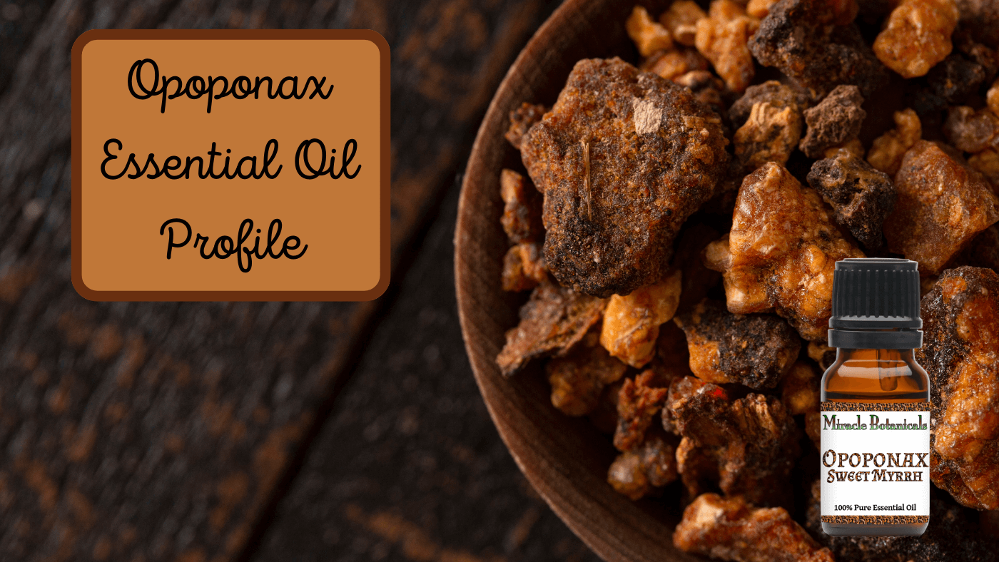 Opoponax Essential Oil Spotlight (Sweet Myrhh)