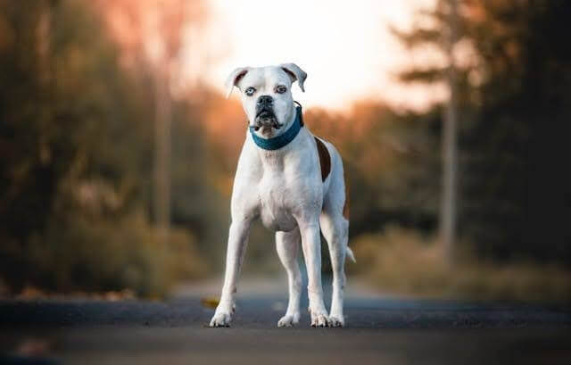 The Best Dog Collars for Your White Dog