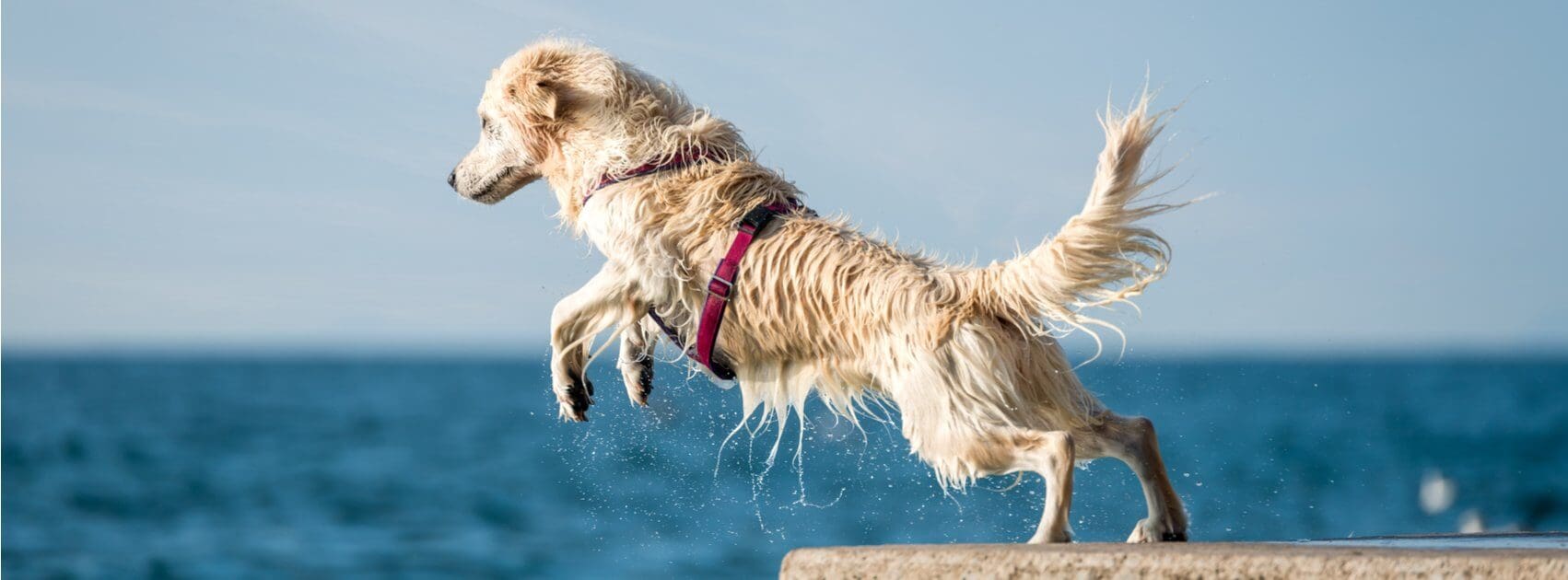 Dock Diving Competition Tips for Those New to the Sport