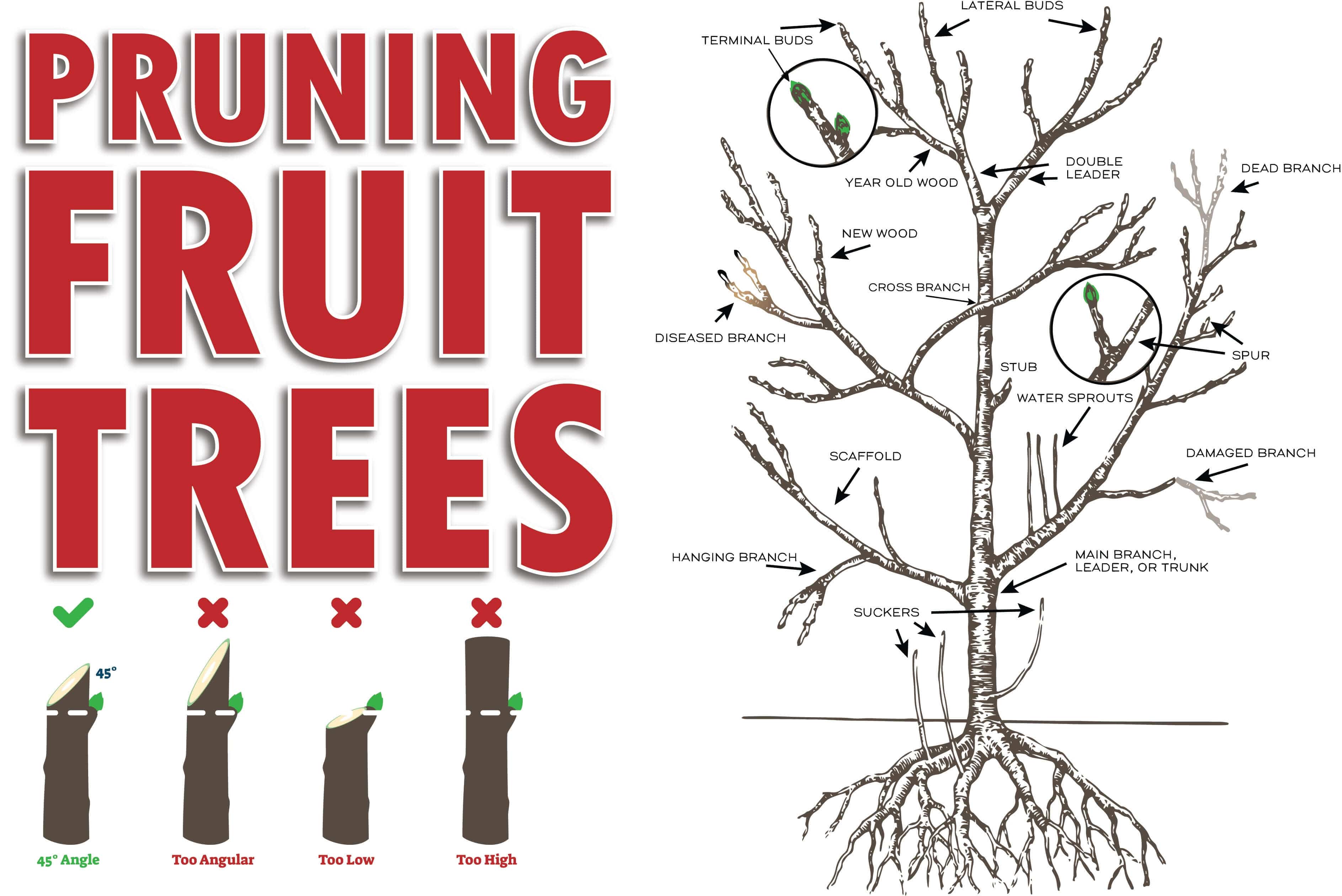 Pruning Fruit Trees: A Simple Guide