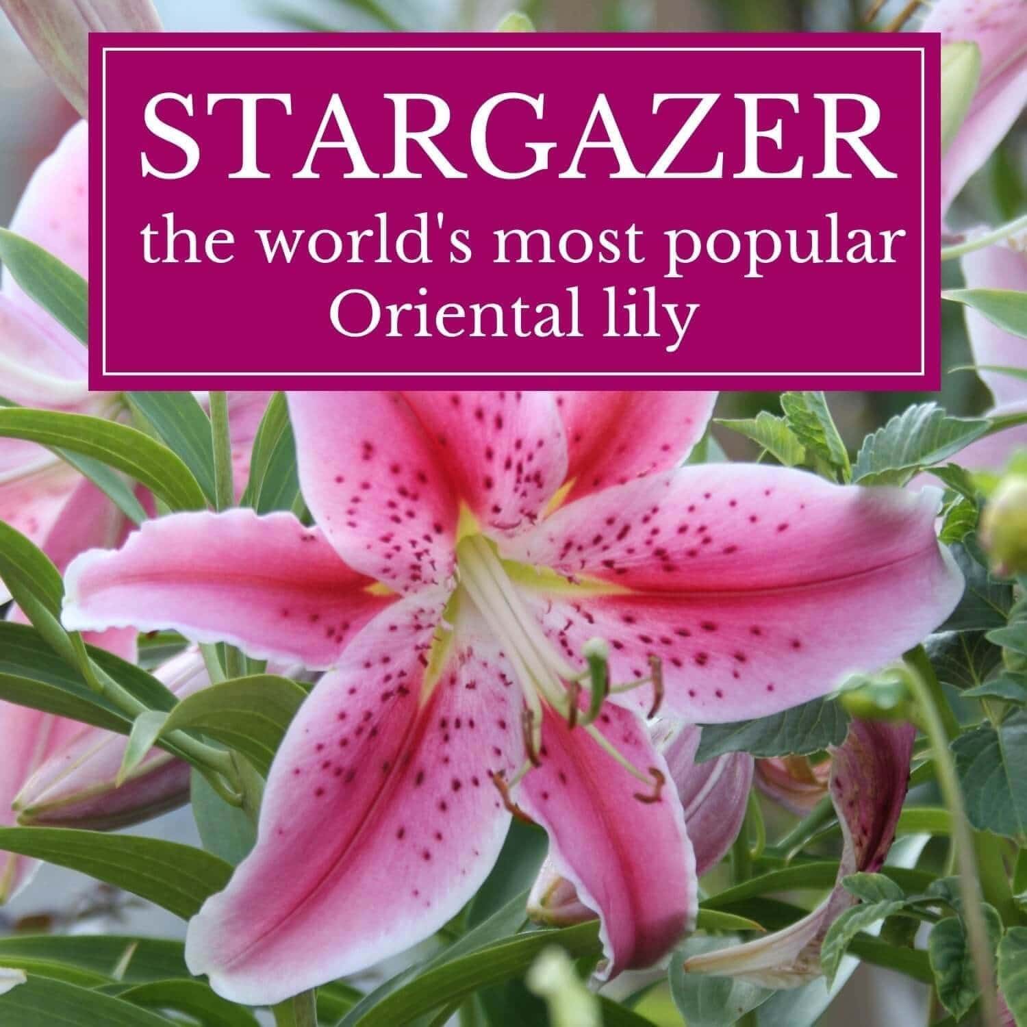 Why is the Stargazer lily so popular? - Longfield Gardens